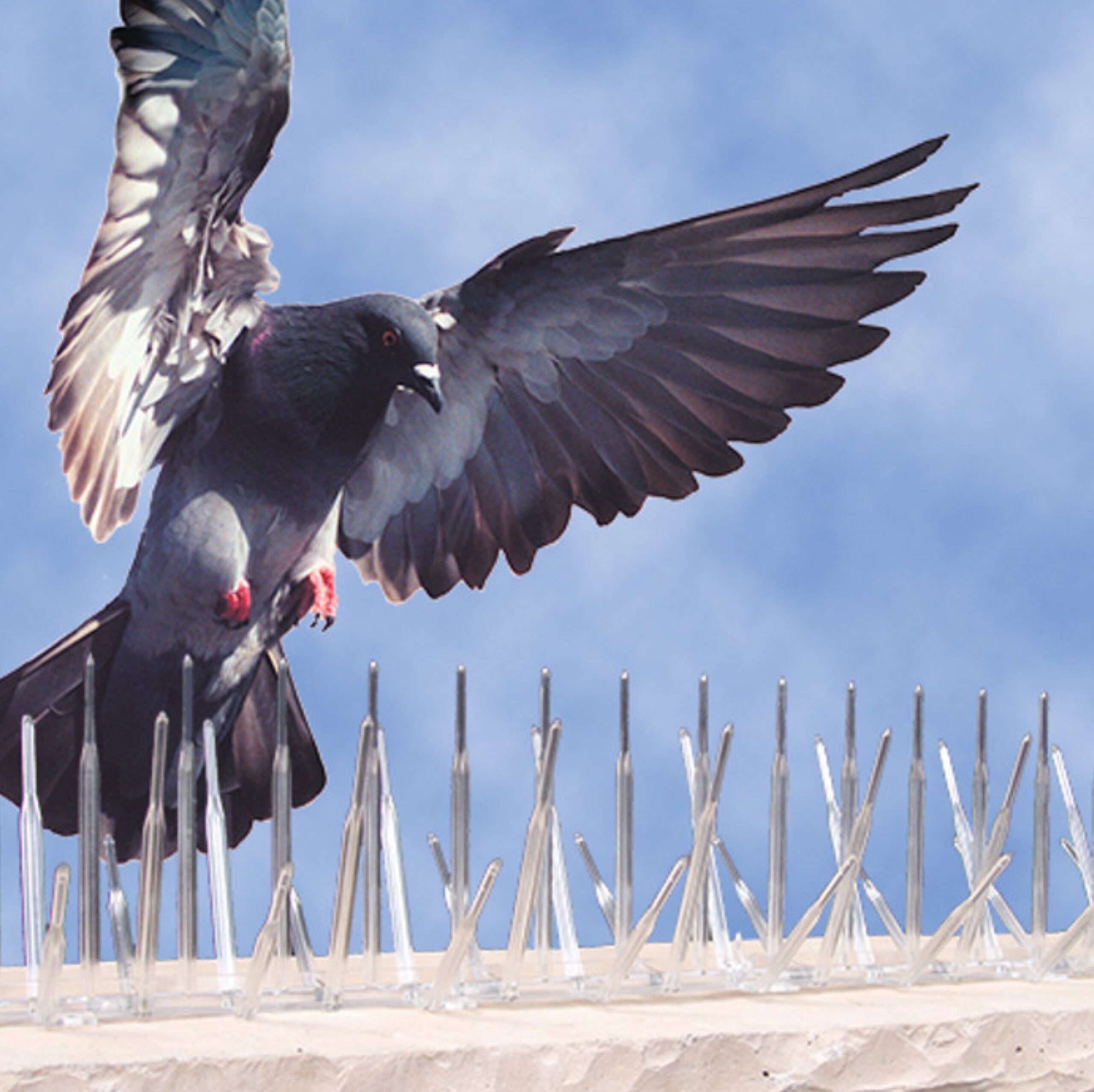 Premium Bird Spikes for Bird Control – Anti-Roosting Stainless Steel Spikes for Walls, Roofs & Ledges