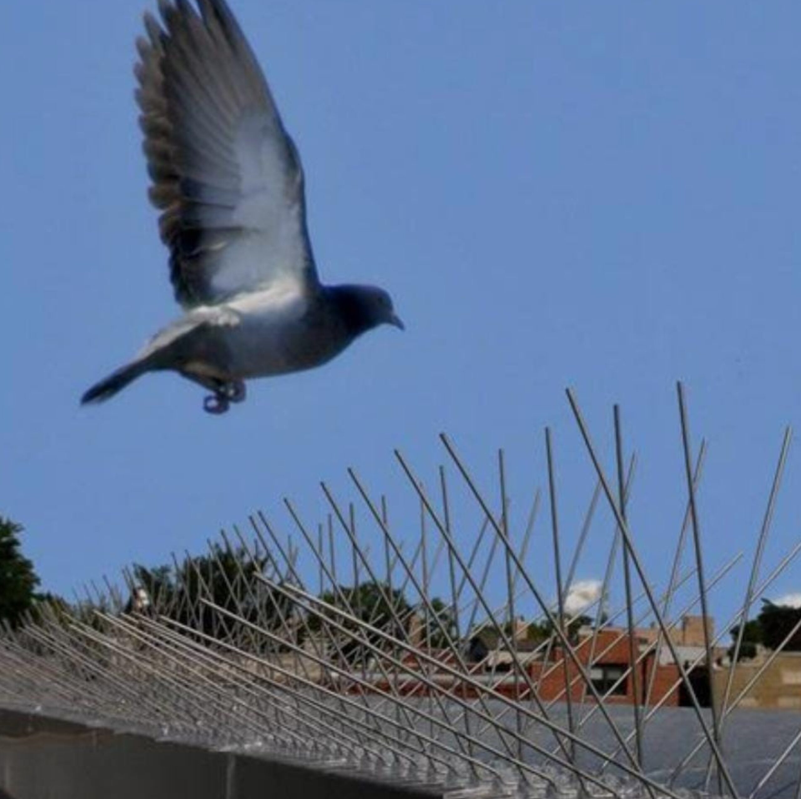 Premium Bird Spikes for Bird Control – Anti-Roosting Stainless Steel Spikes for Walls, Roofs & Ledges - Image 3