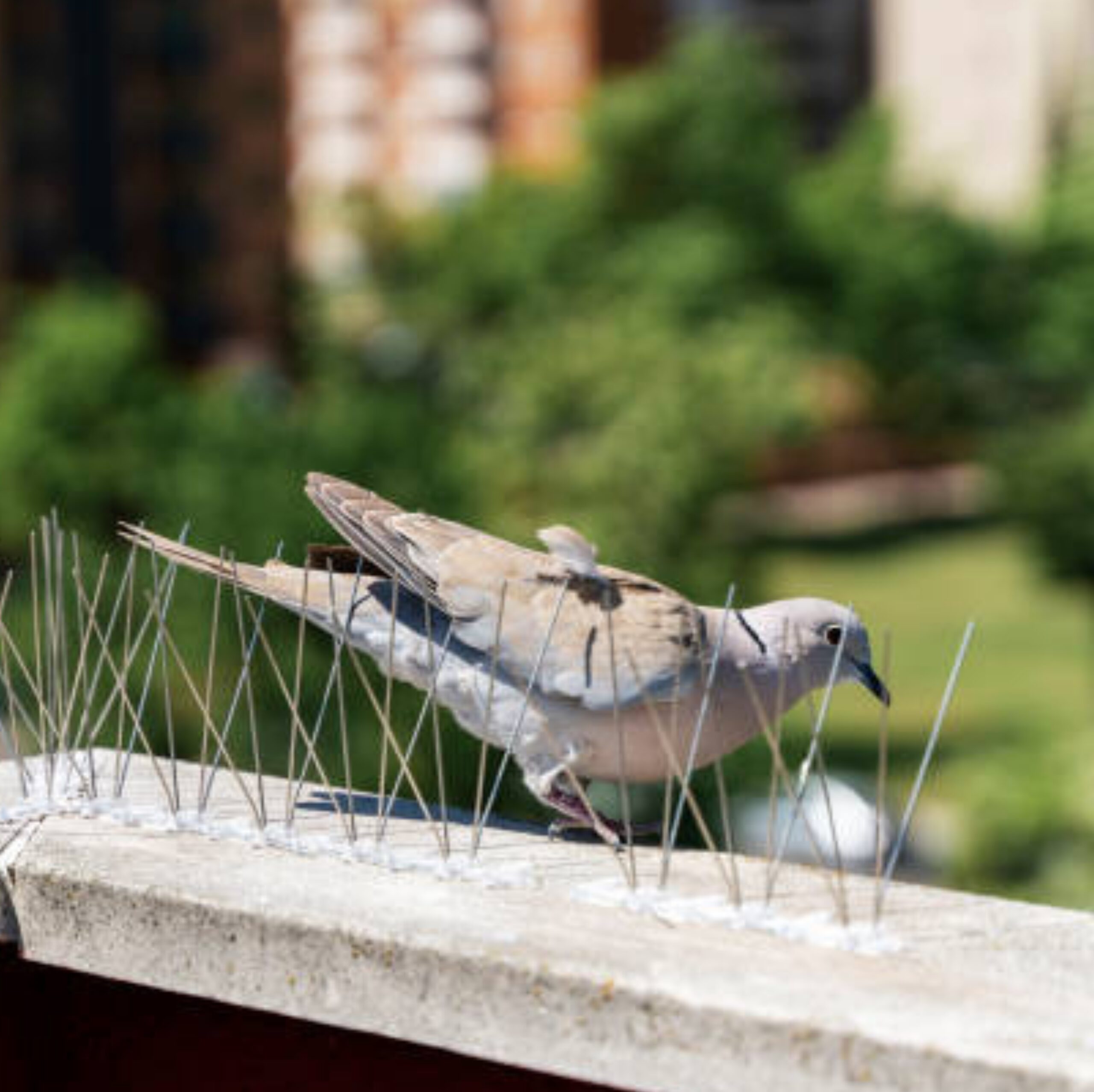 Premium Bird Spikes for Bird Control – Anti-Roosting Stainless Steel Spikes for Walls, Roofs & Ledges - Image 7