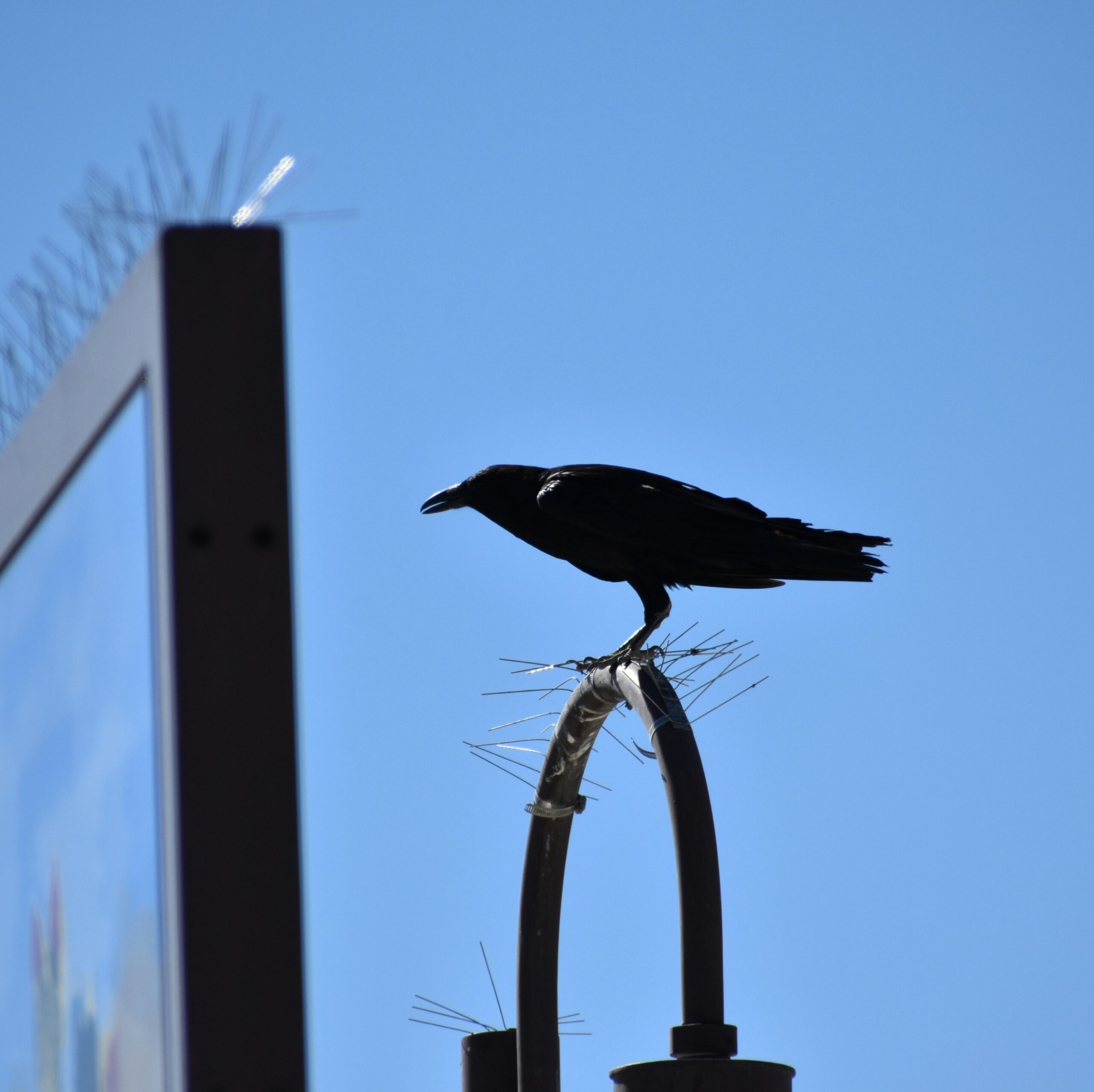 Premium Bird Spikes for Bird Control – Anti-Roosting Stainless Steel Spikes for Walls, Roofs & Ledges - Image 9